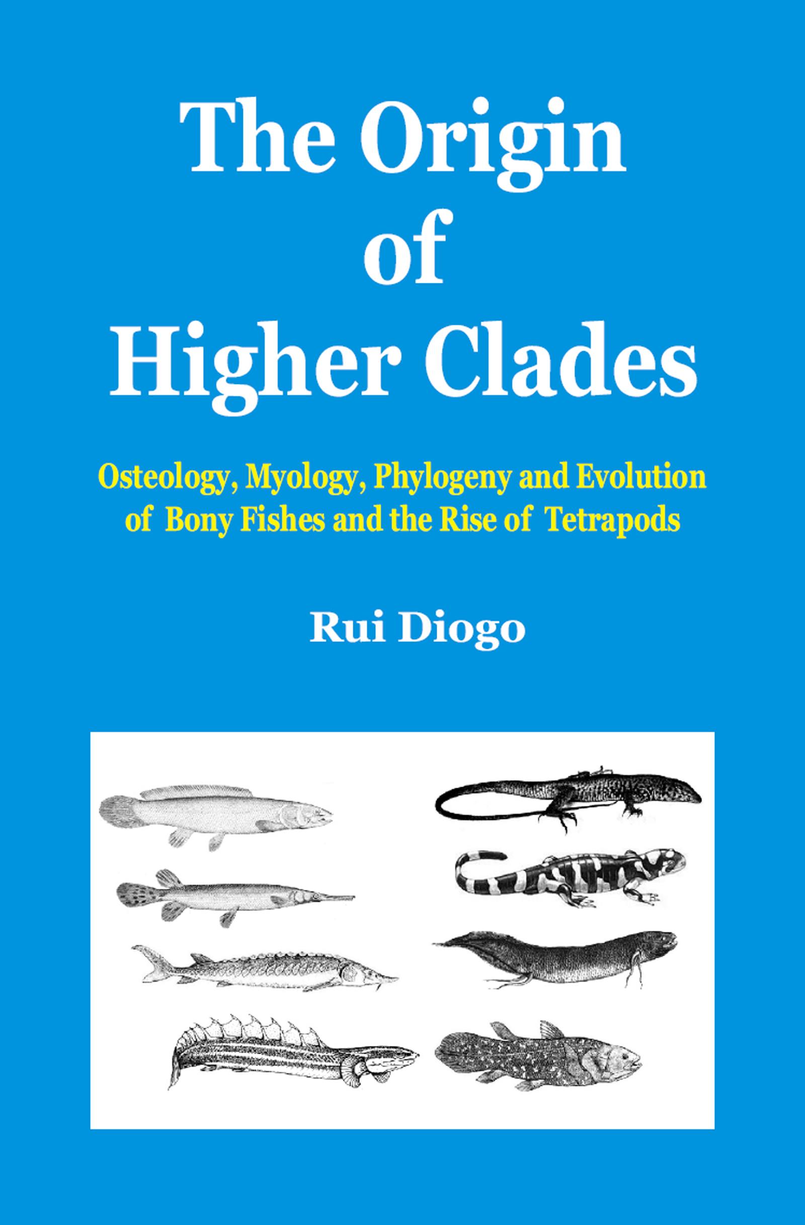 The Origin of Higher Clades