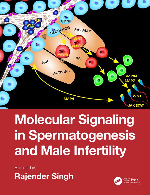 Molecular Signaling in Spermatogenesis and Male Infertility by Rajender Singh