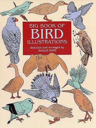 Big Book of Bird Illustrations by Maggie Kate