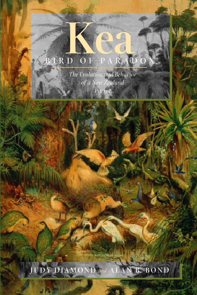 Kea, Bird of Paradox by Alan B. Bond, Judy Diamond