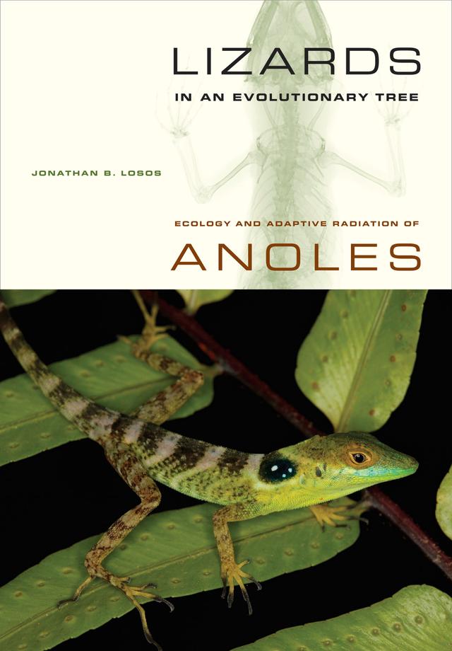 Lizards in an Evolutionary Tree by Jonathan Losos