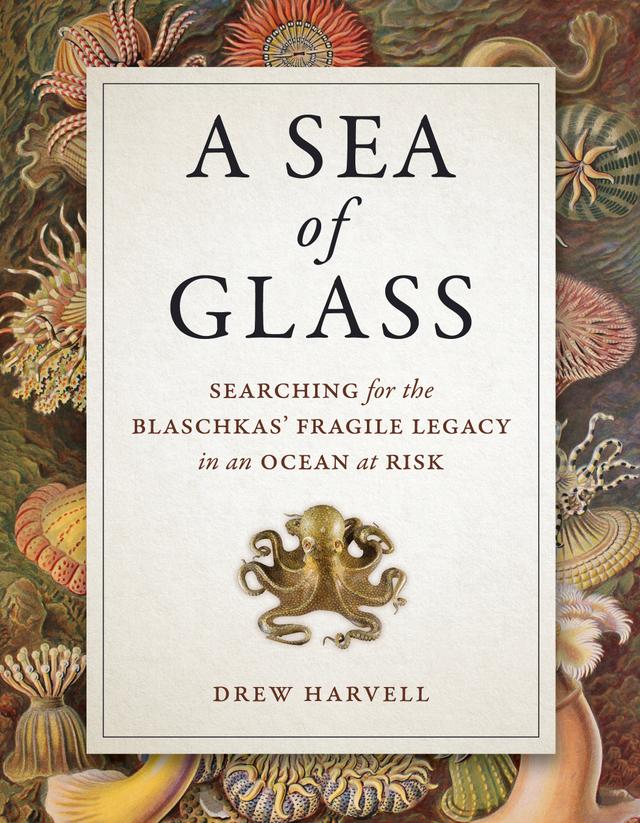 A Sea of Glass by Drew Harvell