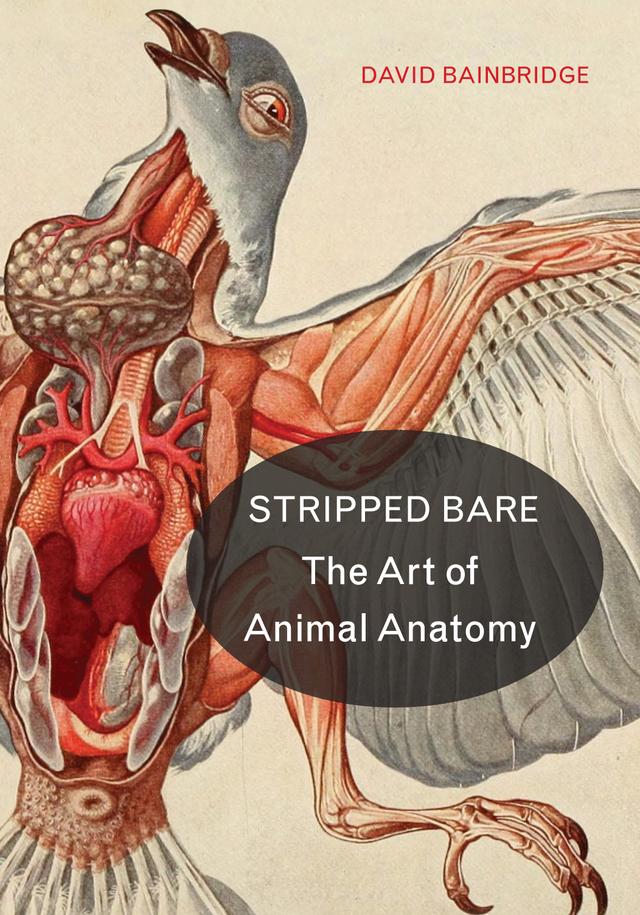 Stripped Bare by David Bainbridge