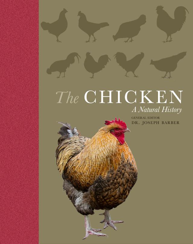The Chicken by Joseph Barber