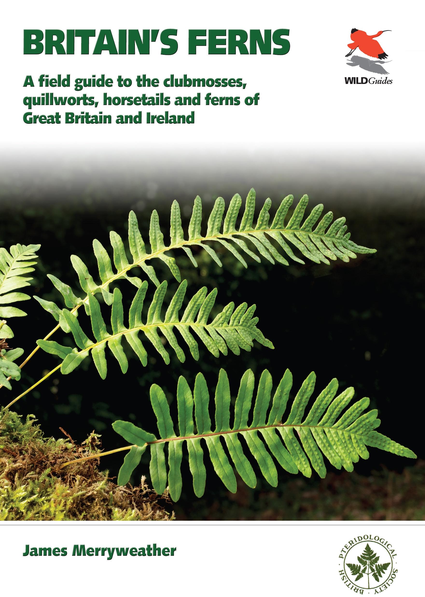 Ferns