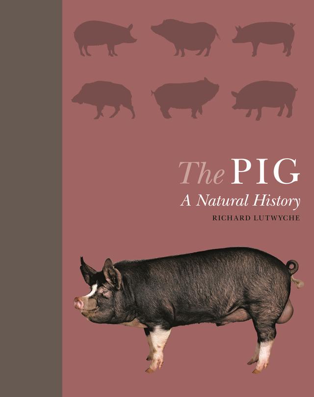 The Pig by Richard Lutwyche