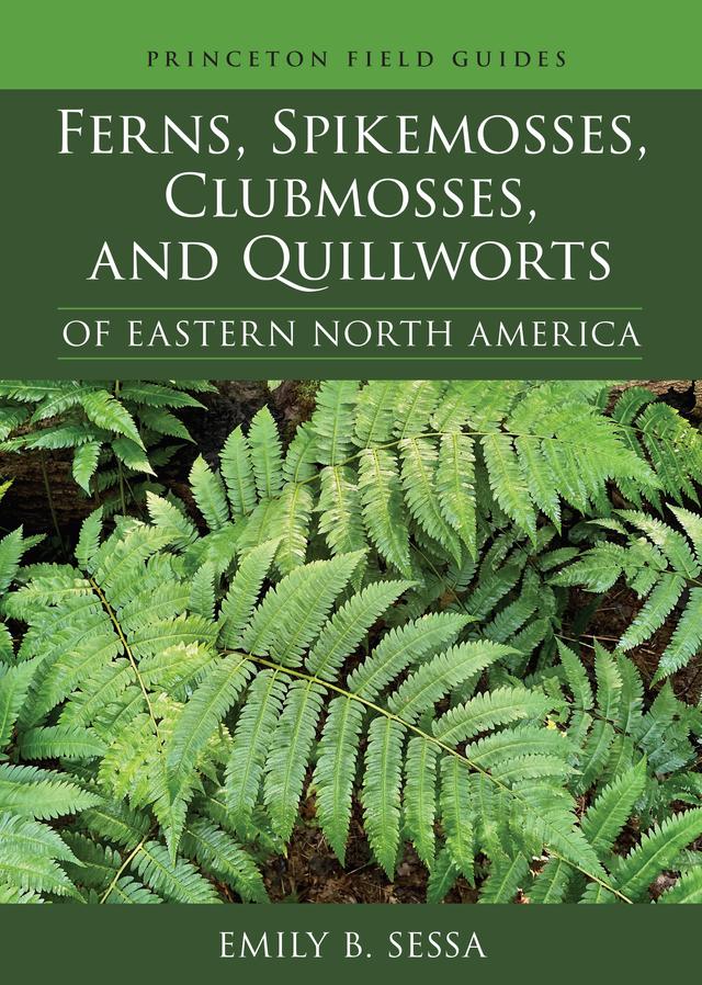 Ferns, Spikemosses, Clubmosses, and Quillworts of Eastern North America by Emily Sessa
