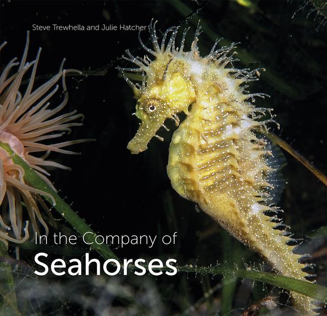 In the Company of Seahorses by Julie Hatcher, Steve Trewhella
