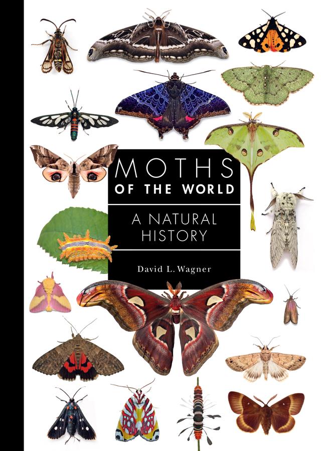 Moths of the World by David Wagner