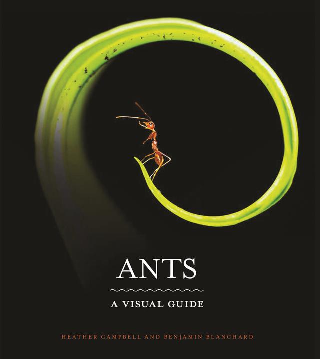 Ants by Benjamin Blanchard, Heather Campbell