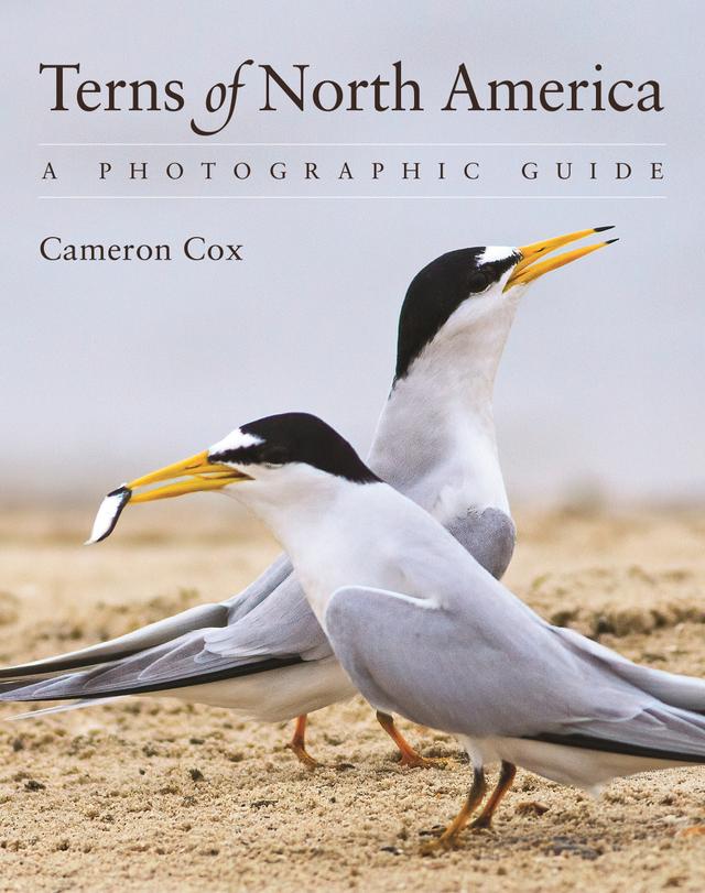 Terns of North America by Cameron Cox