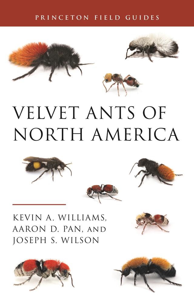 Velvet Ants of North America by Aaron D. Pan, Joseph S. Wilson, Kevin Williams