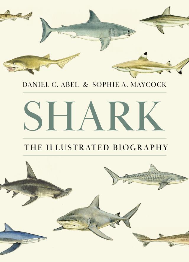 Shark by Daniel Abel, Sophie A. Maycock