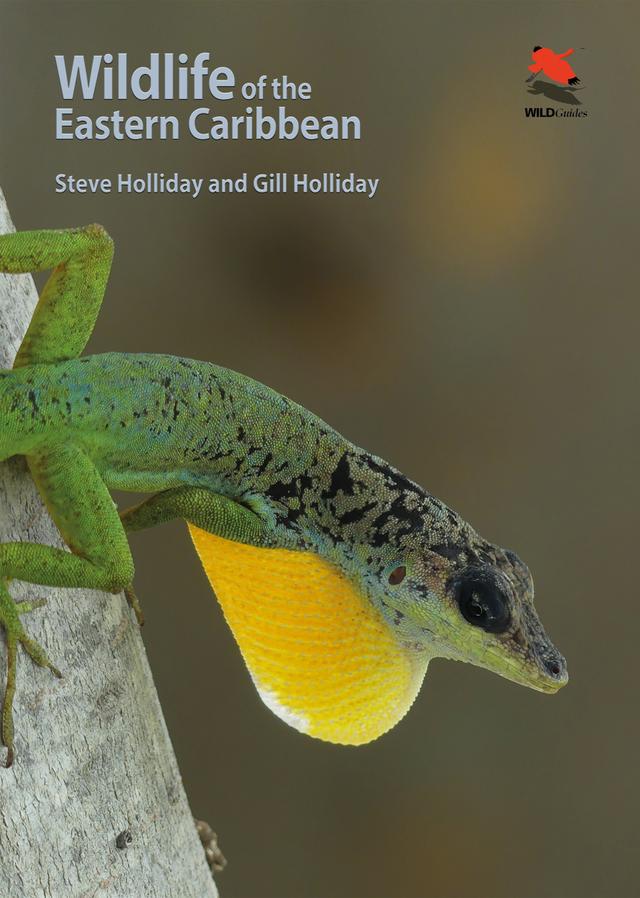 Wildlife of the Eastern Caribbean by Gill Holliday, Steve Holliday
