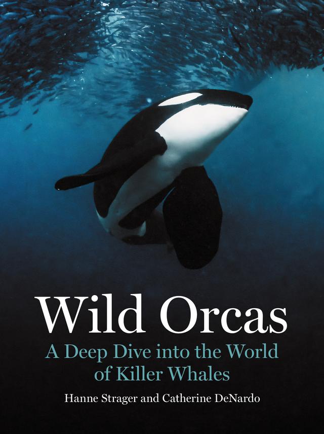 Wild Orcas by Catherine DeNardo, Hanne Strager