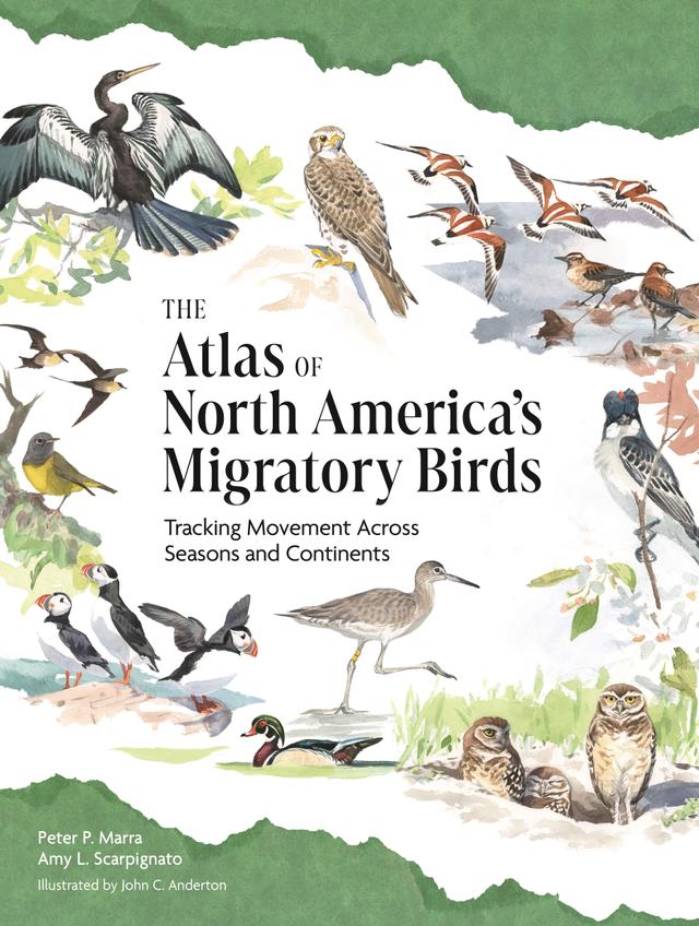 The Atlas of North America’s Migratory Birds by Allison Huysman, Amy L. Scarpignato, Anthony J. Roberts, Autumn-Lynn Harrison, Camila Gomez, Clay Green, Emily B. Cohen, Jason Loghry, Jean-Francois Therrien, Kenneth V. Rosenberg, Kristen Ruegg, Laurie Goodrich, Melanie A. Smith, Peter P. Marra, Richard Lanctot, Stuart Mackenzie, Timothy Guida, Tom Auer, Tom Will, Valentine Herrmann