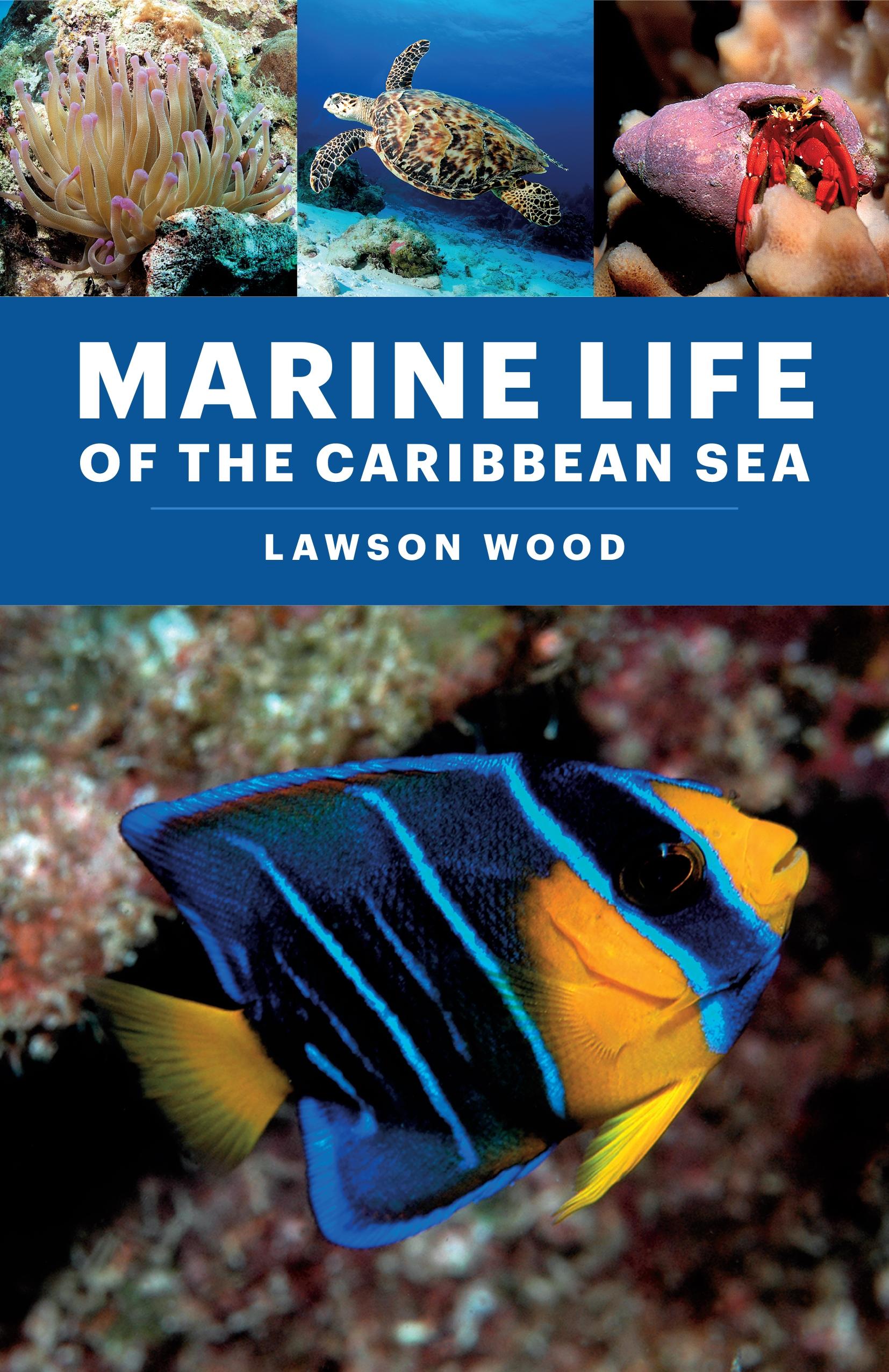 Marine Life of the Caribbean Sea