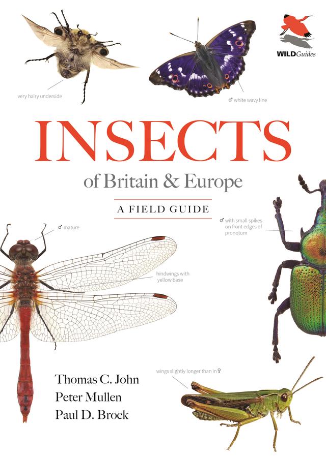 Insects of Britain and Europe by Paul D. Brock, Peter Mullen, Thomas C. John