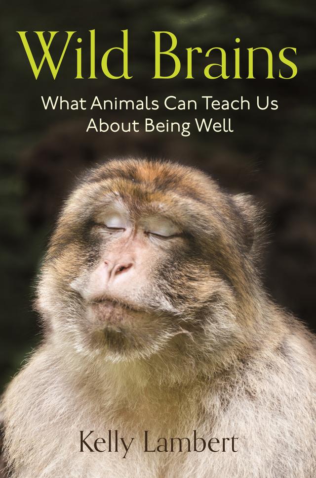 Wild Brains by Javier Lazaro, Kelly Lambert
