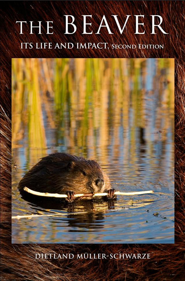 The Beaver by Dietland Müller-Schwarze