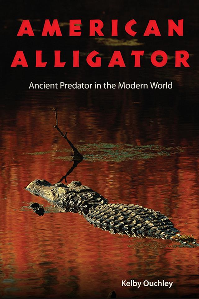 American Alligator by Kelby Ouchley
