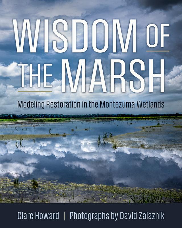 Wisdom of the Marsh by Clare Howard