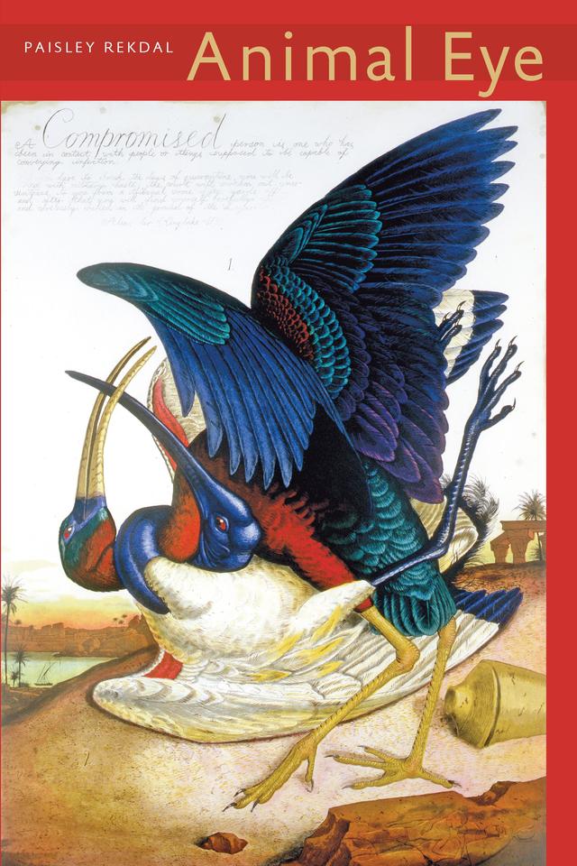 Animal Eye by Paisley  Rekdal