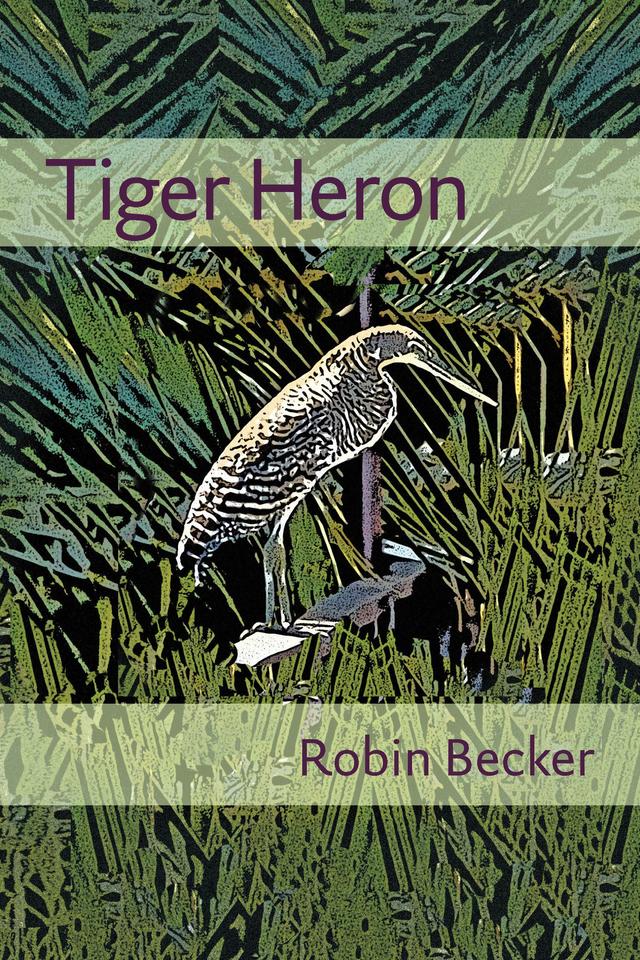 Tiger Heron by Robin Becker