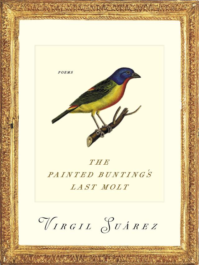 The Painted Bunting's Last Molt by Virgil Suarez