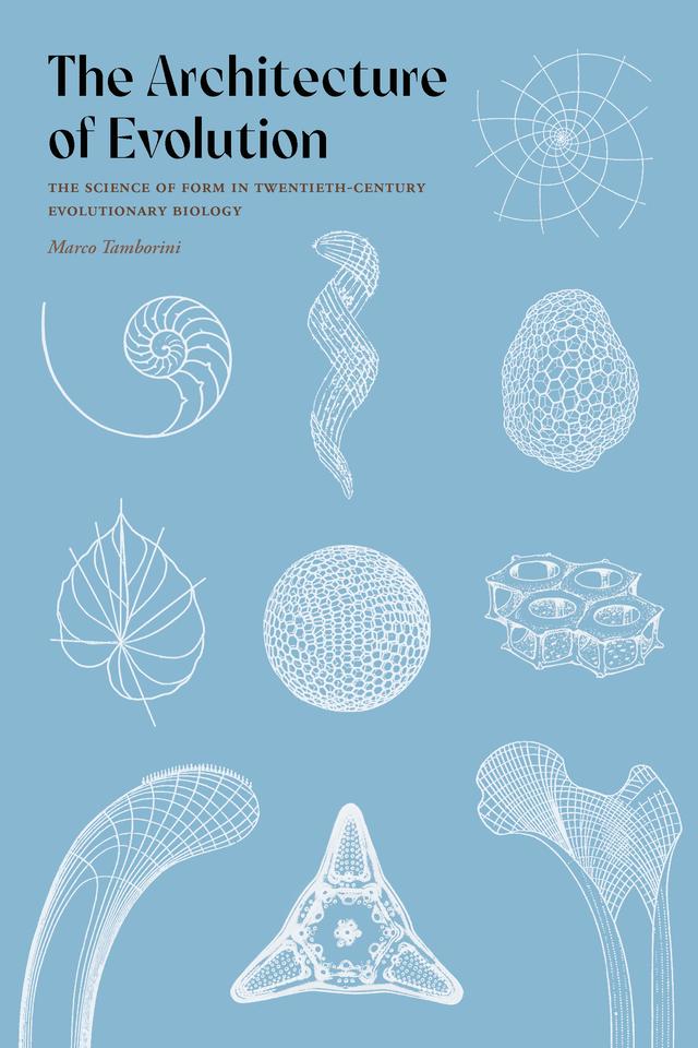 The Architecture of Evolution by Marco Tamborini