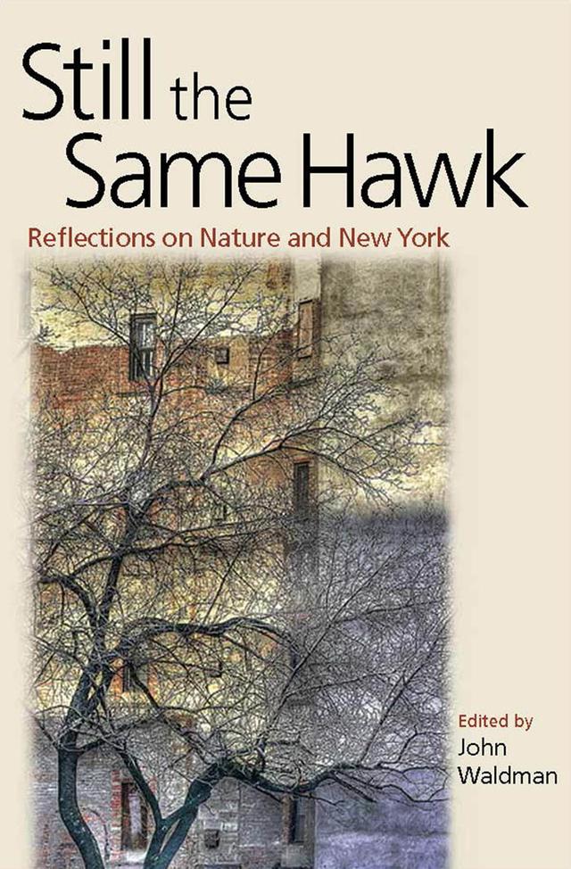 Still the Same Hawk by John Waldman