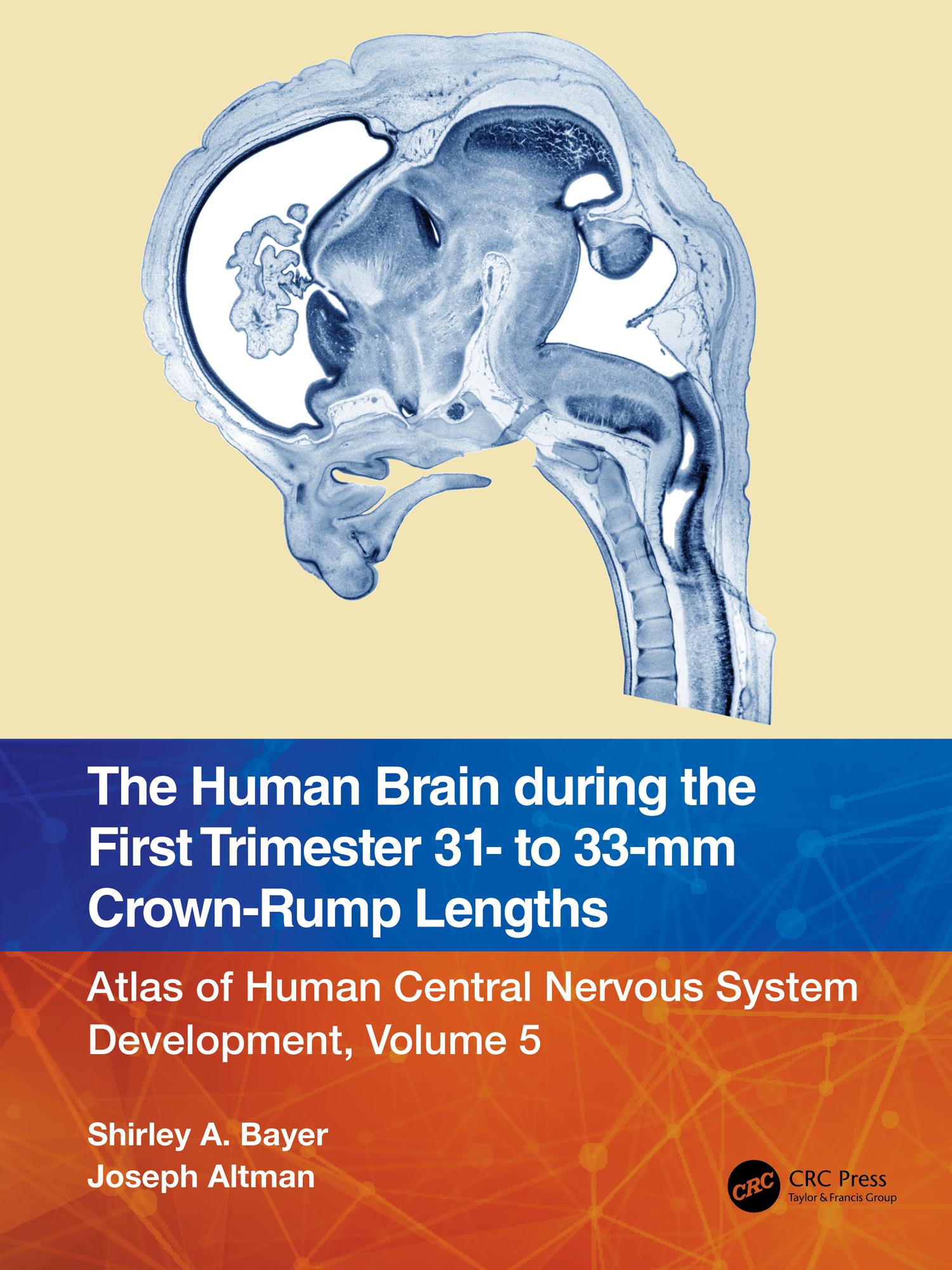 The Human Brain during the First Trimester 31- to 33-mm Crown-Rump Lengths