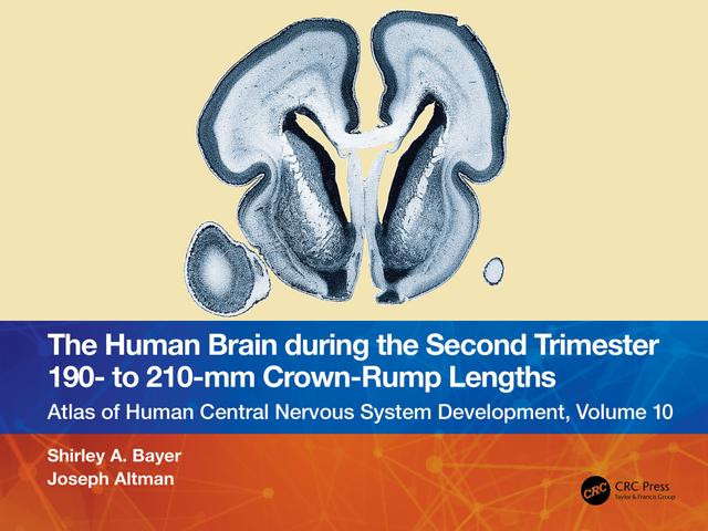 The Human Brain during the Second Trimester 190– to 210–mm Crown-Rump Lengths by Joseph Altman, Shirley A. Bayer