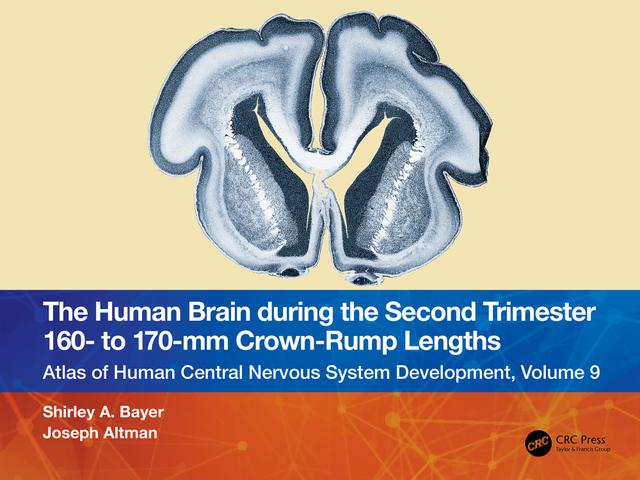 The Human Brain during the Second Trimester 160– to 170–mm Crown-Rump Lengths by Joseph Altman, Shirley A. Bayer