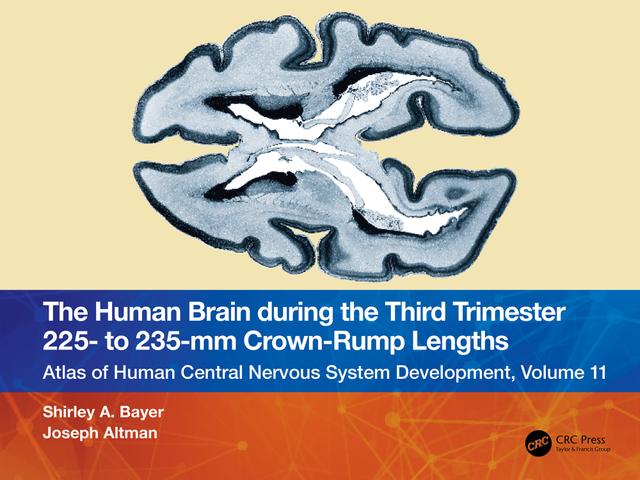 The Human Brain during the Third Trimester 225– to 235–mm Crown-Rump Lengths by Joseph Altman, Shirley A. Bayer