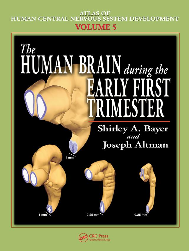 The Human Brain During the Early First Trimester by Joseph Altman, Shirley A. Bayer
