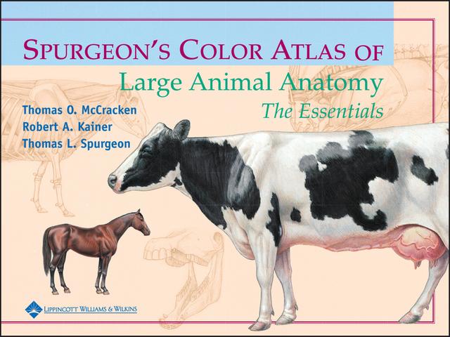 Spurgeon's Color Atlas of Large Animal Anatomy by Robert A. Kainer, Thomas L. Spurgeon, Thomas O. McCracken
