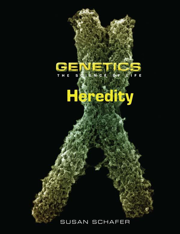 Heredity by Susan Schafer