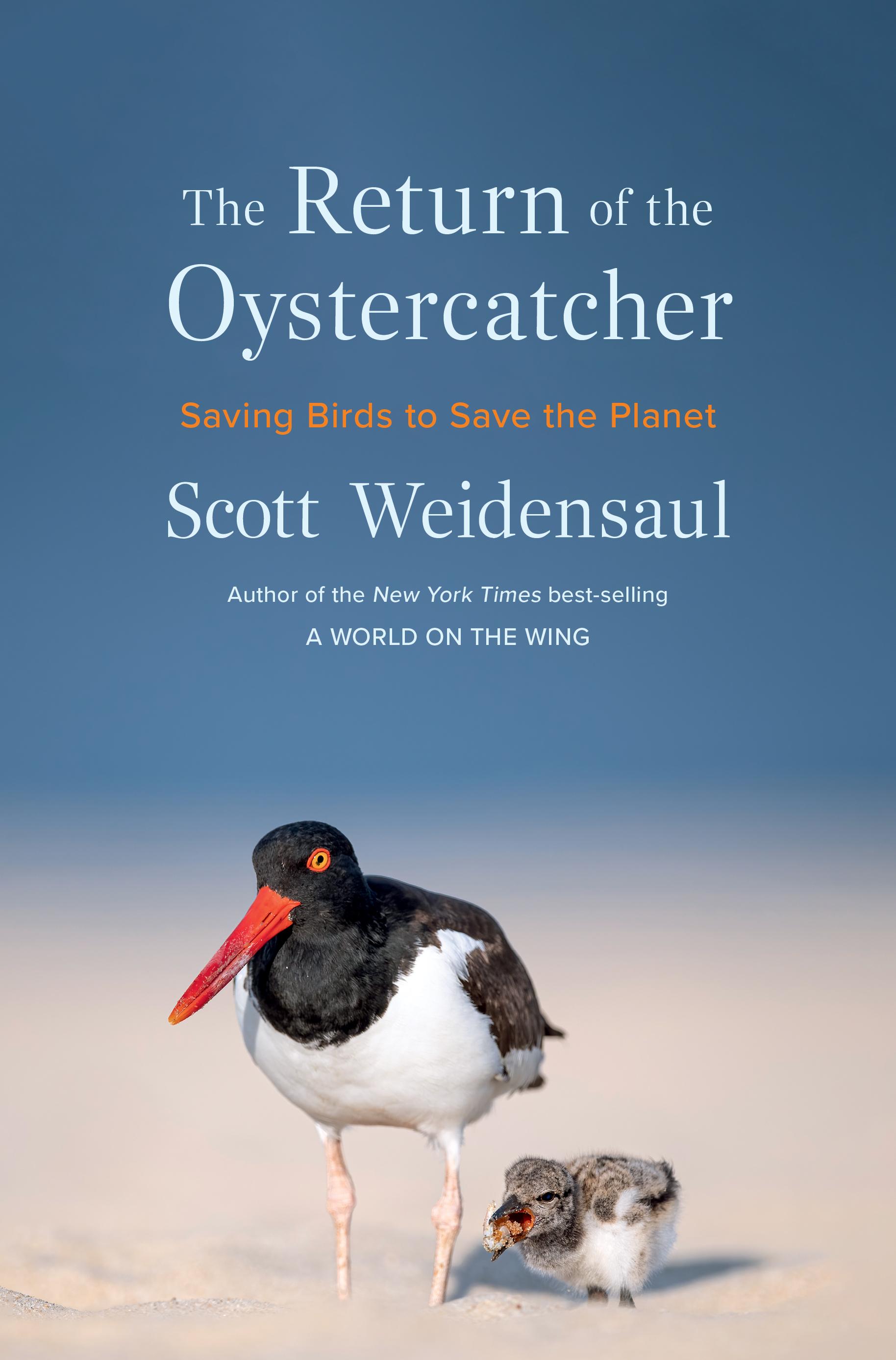Return of the Oystercatcher