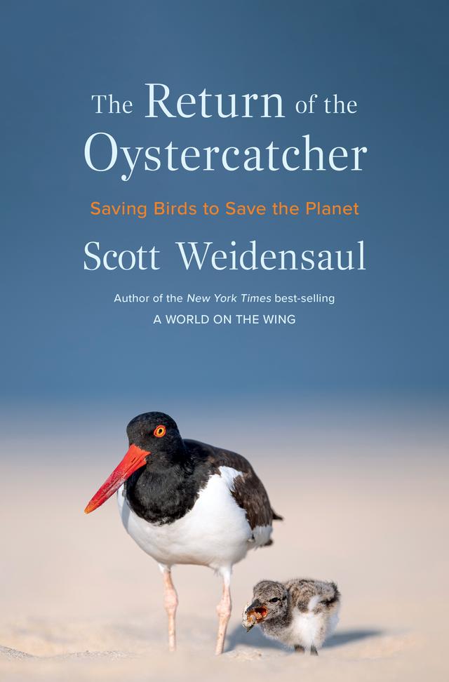 The Return of the Oystercatcher by Scott Weidensaul