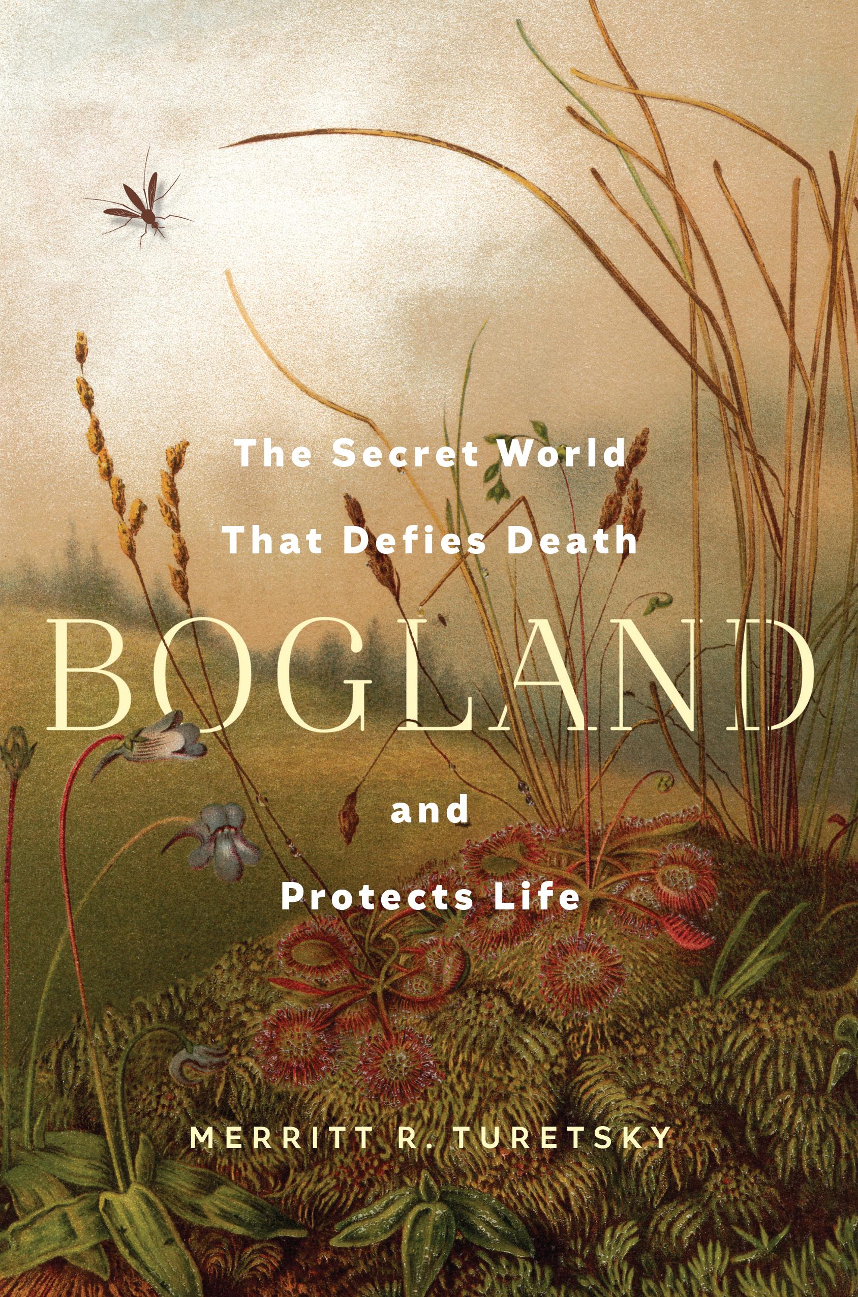 Bogland