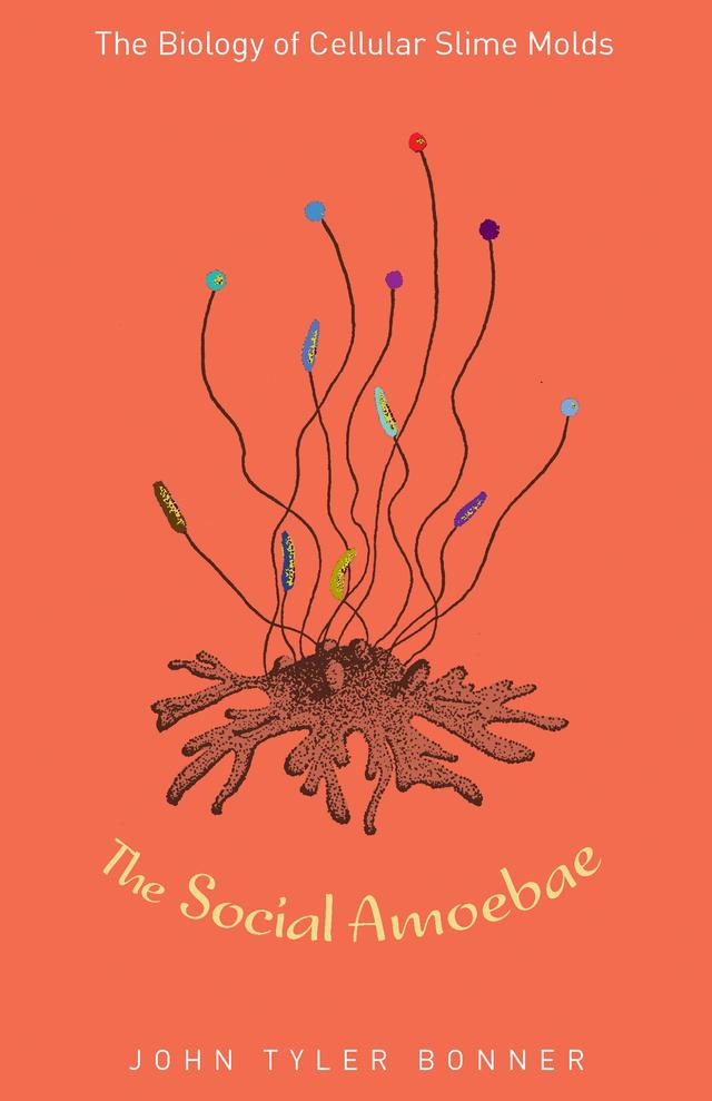 The Social Amoebae by John Tyler Bonner