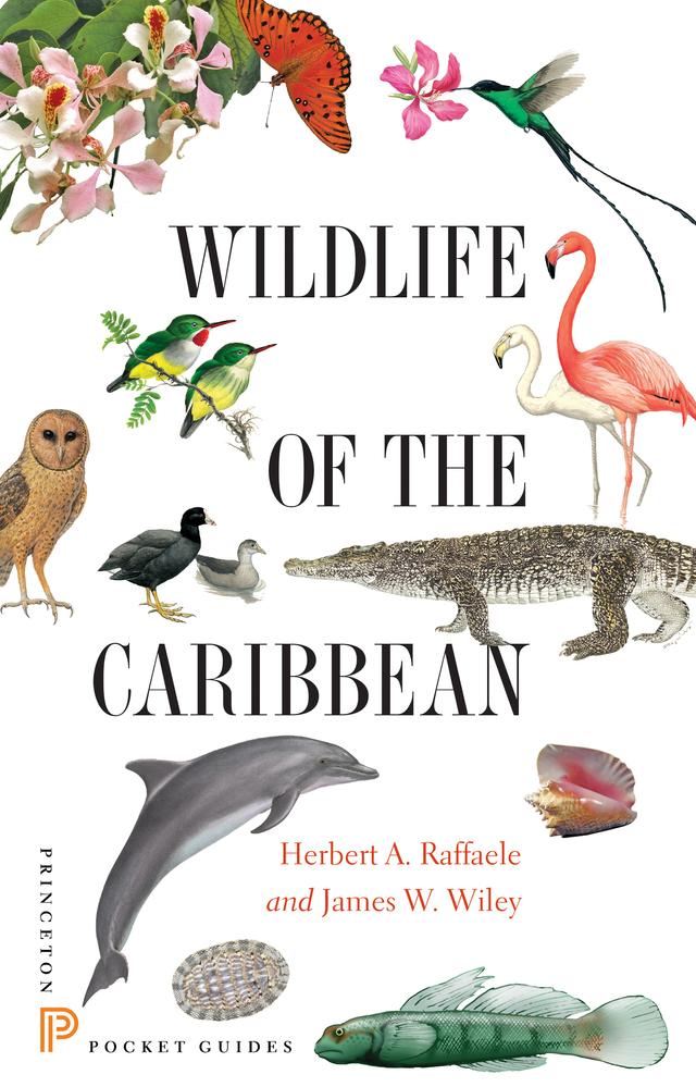 Wildlife of the Caribbean by Herbert A. Raffaele, James Wiley