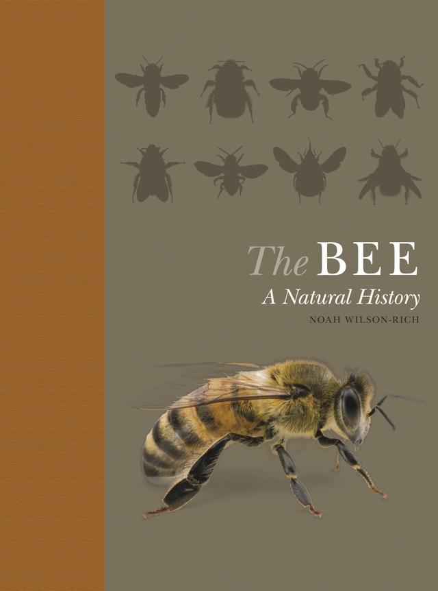 The Bee by Andrea Quigley, Kelly Allin, Noah Wilson-Rich, Norman Carreck