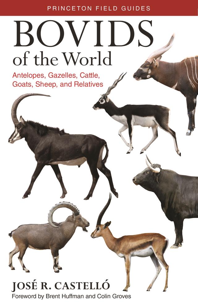 Bovids of the World by Brent Huffman, Colin Groves, José R. Castelló