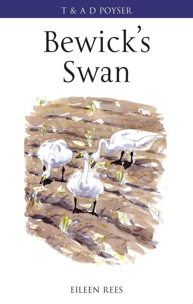 Bewick's Swan by 