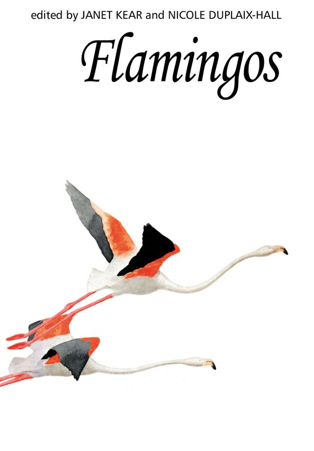 Flamingos by 