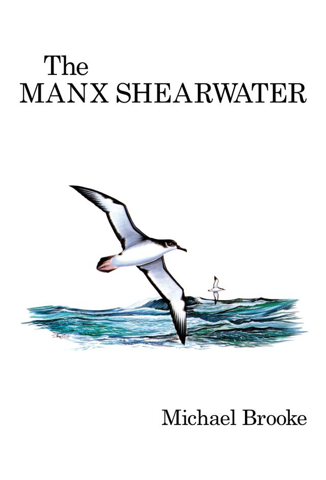 The Manx Shearwater by 