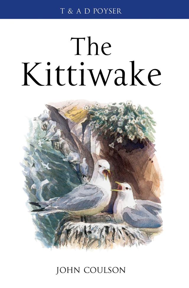 The Kittiwake by 
