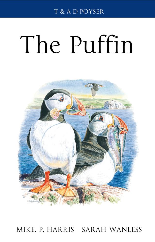 The Puffin by 
